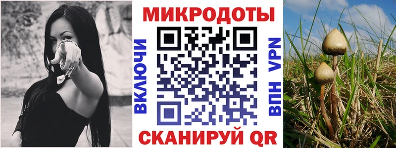 KRAKEN зеркало что такое Новая Ладога Псилоцибиновые грибы Magic Shrooms